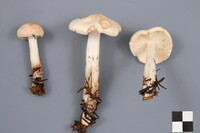 Rhodocollybia maculata image